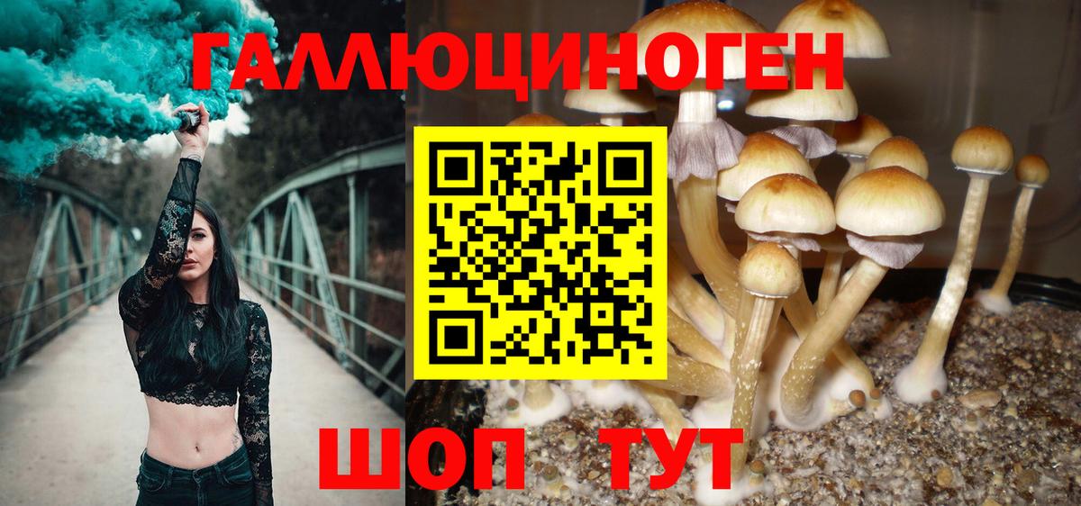 Галлюциногенные грибы Cubensis Геленджик